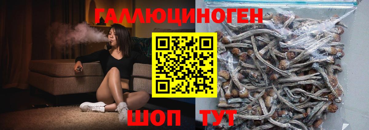Галлюциногенные грибы Psilocybe Казань